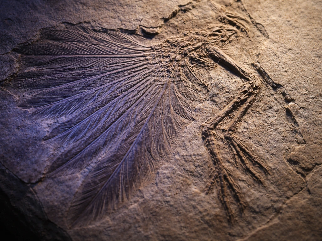 Close-up of fossil feather imprints illuminated by UV-like light on a simple rock slab.