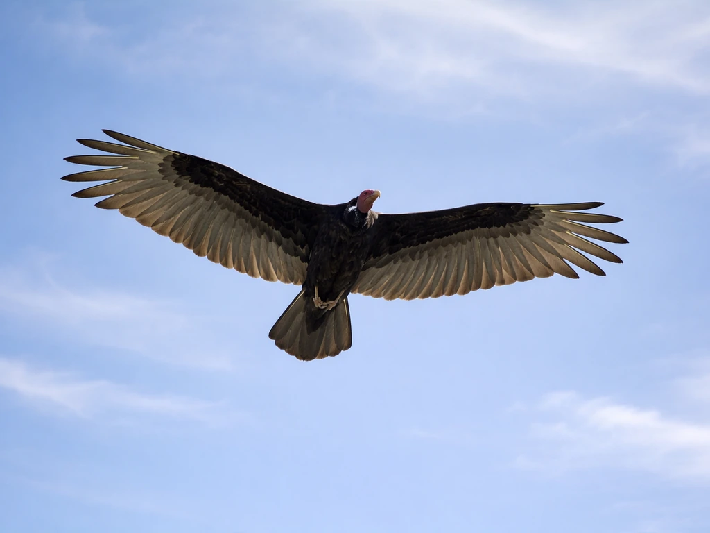 Is a Turkey Vulture a Bird of Prey? Facts and Traits