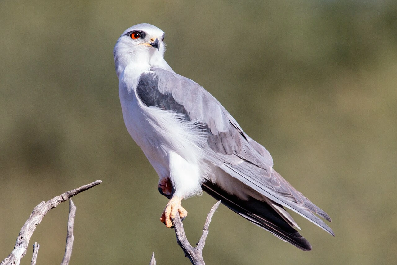 is kite a bird of prey