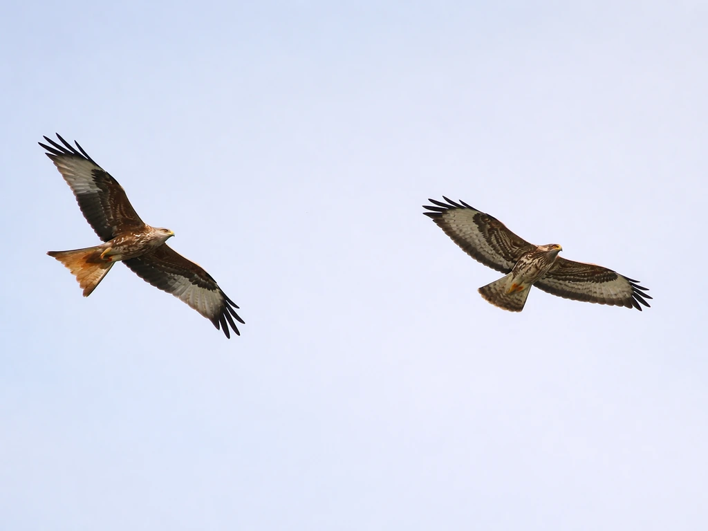 Red Kite and Common Buzzard flying side by side, highlighting the kite’s deeply forked tail.