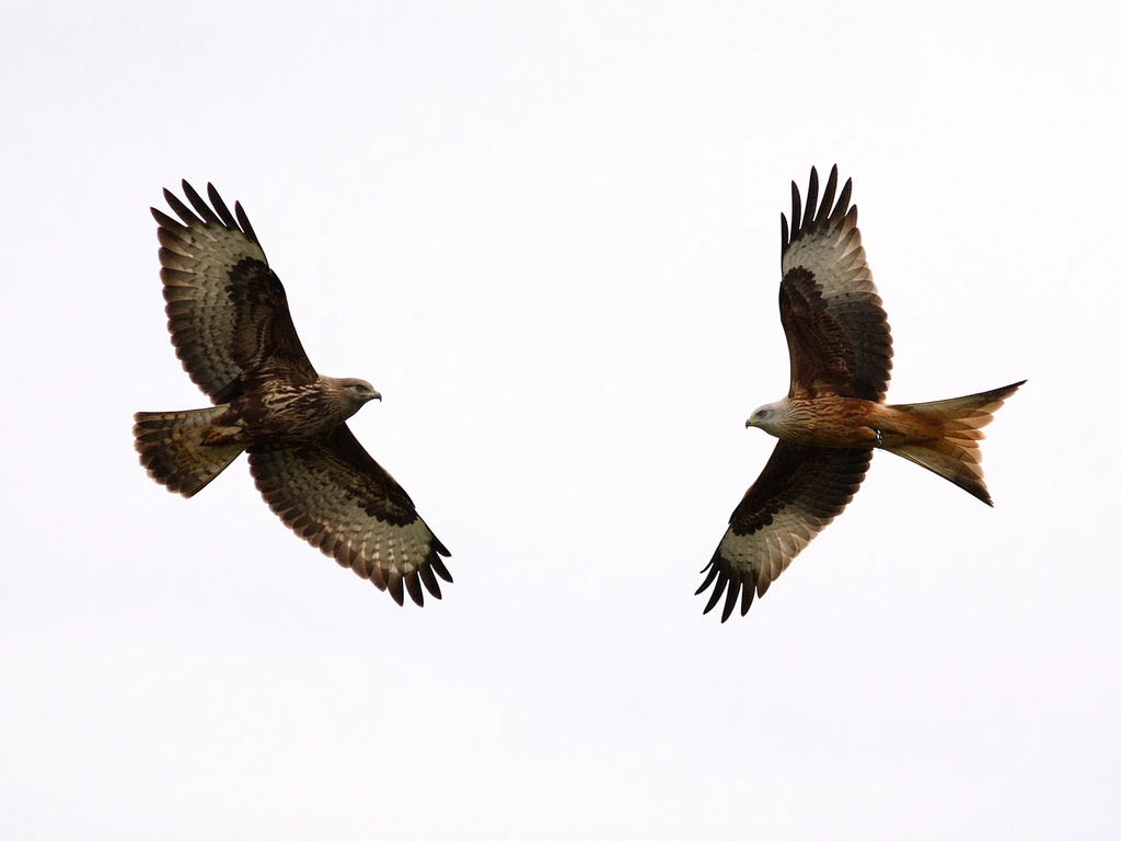 Two soaring raptors in open sky, shown side-by-side to highlight silhouette differences.